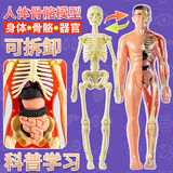 爸爸妈妈人体解剖器官内脏构造结构模型身体部分认知学生男女孩儿童玩具
