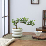 八芽悬崖六月雪盆栽金边老桩弯枝造型中式禅意盆景客厅桌面好养绿植 六月雪-PVC小甜甜圈盆 带盆栽好