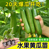 原起点水果黄瓜苗春夏季小黄瓜南方青瓜旱瓜苗秧四季阳台盆栽蔬菜种子籽 【6棵】水果小黄瓜苗