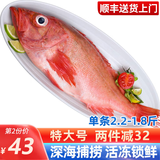海皇湾红石斑鱼 冷冻整条深海大龙胆鱼富贵鱼海鲜水产 【特大规格】1.8-2.2斤*1条