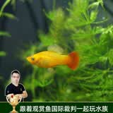 云峰海瑞观赏鱼活体胎生鱼热带鱼活体练手小型淡水热带鱼 黄牡丹5条