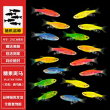 斑马鱼活体网红好养金鱼冷水大号七彩荧光红蓝淡水小型热带观赏鱼 【大号】糖果斑马30送6（六色）