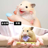 麦叮卡长毛金丝熊活体波利宠物仓鼠活物小仓鼠活体金丝鼠一公一母侏儒鼠 金丝熊+米熊【发京东快递】