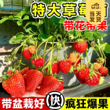 开时果 四季草莓苗奶油红颜草莓秧 阳台种植当年结果新苗带土果苗盆栽 带果特大苗：奶油（1盆）+原生盆 草莓基地-原土原盆直发