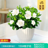 开时果 栀子花盆栽浓香型四季开花卉 阳台花卉好养绿植物源头直发包邮 竖条纹塑料盆【150#栀子花】