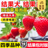 开时果 四季草莓苗奶油红颜草莓秧 阳台种植当年结果新苗带土果苗盆栽 【包对版】红颜（3盆）+双色盆 草莓基地-原土原盆直发