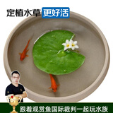 云峰海瑞真水草活体浮萍水草活体植物 鱼缸水草  净化水质 鱼缸造景装饰 迷你一叶莲无根（3-6厘米随机）