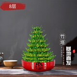京云梦富贵竹塔盆栽水培绿植年宵盆景转运宝塔节节高8层不含盆源头直发