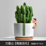 绿荫巷子多肉植物组合套餐肉肉室内植物办公室电脑桌面盆栽好养活小盆栽 【万重山】优选 含瓷盆+托 含猫