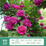 行湘爬藤月季花苗绿植盆栽爬墙花卉 紫袍玉带50-70cm（1棵）源头直发