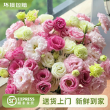 云南鲜花批发品质玫瑰百合水养鲜切花送女友生日礼物源头直发 洋桔梗200g（随机单色） 【任选2件—不收运費】
