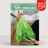 寿禾 孔雀菜种子种苗直立生菜春季蔬菜种籽 潍丰快翠孔雀菜种子20g