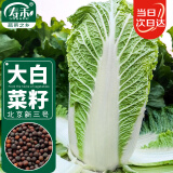 寿禾 北京新三号大白菜种子种苗青菜菜籽 潍育北京新三号白菜种子10g