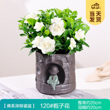 开时果 栀子花盆栽浓香型四季开花卉 阳台花卉好养绿植物源头直发包邮 佛系瓷盆【120#栀子花】
