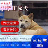 旺园兴田园犬狗狗幼犬家养土狗混血狗大黄狗纯黑小白狗活体混血 田园级 看家护院犬