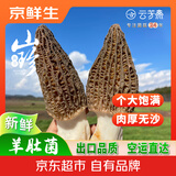 京鲜生云南新鲜羊肚菌净重250g特产菌菇送礼煲汤火锅食材源头直发