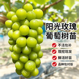 琅阙葡萄树苗阳光玫瑰爬藤植物带土果树苗水果苗1-1.5cm粗源头直发