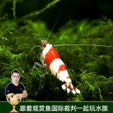 云峰海瑞黑壳虾清洁虾观赏虾 鱼缸水族箱水草缸清洁除藻淡水 【漂亮清洁虾】水晶虾5只
