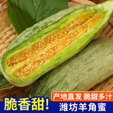 琪江果山东潍坊头茬羊角蜜甜瓜 当季新鲜水果现摘整箱 羊角蜜2.5斤-3斤2-3根羊角蜜