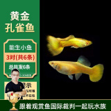 美人雾孔雀鱼观赏鱼活体凤尾鱼斗鱼宠物活体小型热带鱼活体活鱼 黄金孔雀鱼3对（3cm左右）