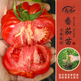 寿禾 蔬菜苗活苗带土发货大全菜苗种苗春夏各种秧苗山东寿光苗子阳台 马蹄西红柿苗6棵