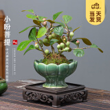 开时果 小盼菩提盆栽（带果发货）中式禅意绿植物桌面盆景源头直发包邮 冰裂莲花盆+底托+苔藓 小盼菩提（带果发货-含盆植）