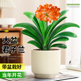 花翁君子兰盆栽招财旺宅桌面盆景办公室绿植室内客厅中式禅意源头直发