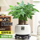 花翁大盆三杆发财树盆栽招财绿植办公室内开业中式盆景金钱树源头直发