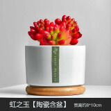 绿荫巷子多肉植物组合套餐肉肉室内植物办公室电脑桌面盆栽好养活小盆栽 【虹之玉】精养大颗 含瓷盆+托