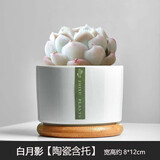 绿荫巷子多肉植物组合套餐肉肉室内植物办公室电脑桌面盆栽好养活小盆栽 【白月影】精养大颗 含瓷盆+托
