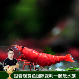 云峰海瑞黑壳虾清洁虾观赏虾 鱼缸水族箱水草缸清洁除藻淡水 【漂亮清洁虾】烤漆虾5只