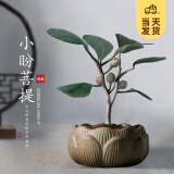 开时果 小盼菩提盆栽（带果发货）中式禅意绿植物桌面盆景源头直发包邮 莲花盆+黄金沙（6-10颗大果） 小盼菩提（带果发货-含盆植）