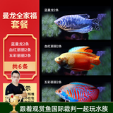 云峰海瑞 观赏鱼活体中小型热带鱼红绿灯鱼淡水水族鱼宠物接吻鱼虎皮鱼 曼龙全家福套餐（共6条）
