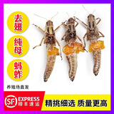 叮叮麦当季新鲜速冻 全母蚂蚱 去翅带卵籽蝗虫  雌蚂蚱 蚱蜢 东亚飞蝗虫 全母去翅带籽蚂蚱2斤