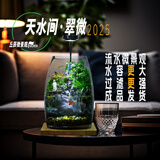 丘辰苔藓微景观养鱼生态瓶diy办公室内桌面绿植摆件花卉盆栽生日礼物 翠微2025款