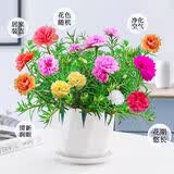 泰西丝太阳花盆栽苗绿植花卉摆件 混色太阳花30株+菱形陶瓷盆 源头直发