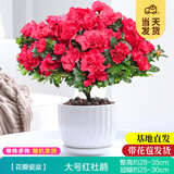 开时果 杜鹃花盆栽带花苞发货 四季开花鲜花卉绿植物盆景源头直发包邮 【带花苞发货】大号红色杜鹃花+花瓣瓷盆
