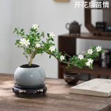 佰花锦六月雪盆景悬崖茶桌禅意室内窗台小绿植物办公室茶几摆件桌面盆栽 【送圆底座】六月雪+陶瓷冰裂盆+黑沙铺面 10-20cm