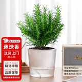 花翁盆栽可食用百里香香草植物香料 大盆迷迭香（光汐盆）源头直发