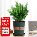 花翁盆栽可食用百里香香草植物香料 大盆迷迭香（加仑盆）源头直发