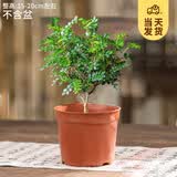 开时果 清香胡椒木盆栽 办公室内花卉迷你桌面盆景植物驱蚊草好养绿植 清香胡椒木+原土发货（不含盆）