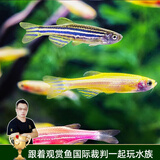 云峰海瑞 水族箱小型热带鱼观赏鱼活体红绿灯鱼淡水水族电光鱼美人天使鱼 斑马鱼随机20条（随机1.5-3cm）