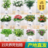 开时果 绿植盆栽桌面水培绿植 办公室植物懒人盆景水养植物源头直发包邮 【6盆自选】组合花卉绿植