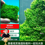 云峰海瑞 鱼缸水草前景莫丝莫斯水草水族箱造景套餐水草活体草缸造景装饰 珊瑚5*5网片定植