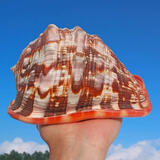 万宝螺  四大名螺海洋科普标本鱼缸水族造景天然海螺贝壳收藏摆件 A级 12-13厘米