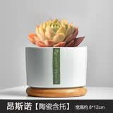 绿荫巷子多肉植物组合套餐肉肉室内植物办公室电脑桌面盆栽好养活小盆栽 【昂斯诺】精养大颗 含瓷盆+托