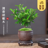 开时果 正宗清香胡椒木盆栽 办公室内桌面植物驱蚊草绿植源头直发包邮 福字陶瓷盆+苔藓+圆形底托