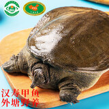 芮宝农场【活鲜】汉寿甲鱼净重1.2-1.4斤/只鳖团鱼生鲜放生源头直发包邮