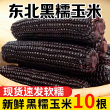 卉双新鲜东北黑糯玉米10根黏糯香甜黑玉米棒子真空包装苞米棒鲜嫩整箱 黑糯玉米 5只装