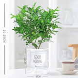 绿有意防驱蚊草正宗清香盆栽胡椒木老桩室内绿植好养植物阳台花卉盆景苗 中苗清香驱蚊+早安吸水盆一盆（送肥料） 含盆